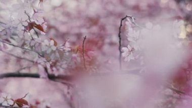 Doğu Helsinki 'deki Roihuvuori Kiraz Parkı