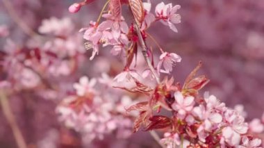 Doğu Helsinki 'deki Roihuvuori Kiraz Parkı