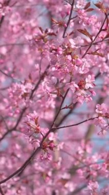 Doğu Helsinki 'deki Roihuvuori Kiraz Parkı
