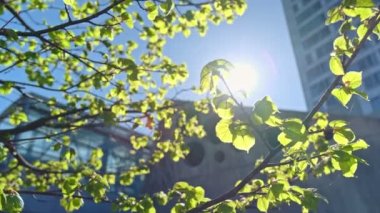 Helsinki, Finlandiya 'da modern İskandinav mimarisi. Önde yeşil ağaç dalı var. Arka planda mavi bir gökyüzü ve güneş var. Modern Şehir 'de Doğa kavramı.