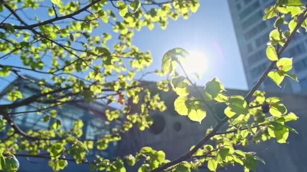 Moderní Severská Architektura Helsinkách Finsko Popředí Zelená Větev Stromu Pozadí — Stock video