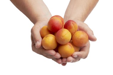 Adamın elinde olgun kayısı