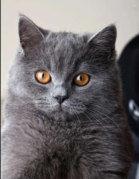 Retrato de um gato — Fotografia de Stock