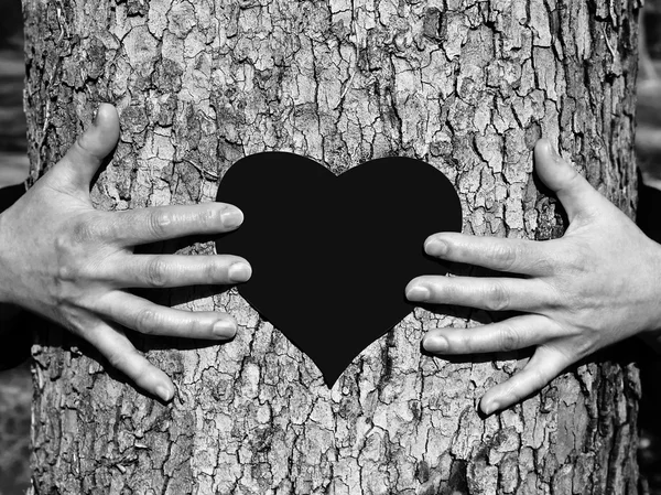 Hands on a tree.St. Valentine's Day — Stock Photo, Image