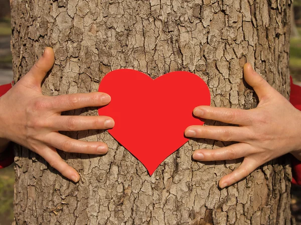 Manos en un árbol.St. Día de San Valentín —  Fotos de Stock