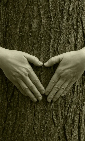 Manos en un árbol.St. Día de San Valentín — Foto de Stock