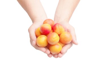 Adamın elinde olgun kayısı