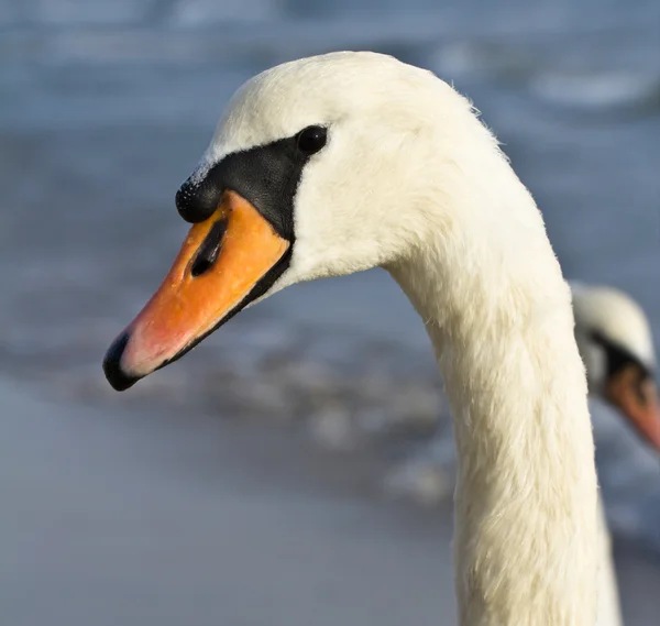 Cigni bianchi — Foto Stock