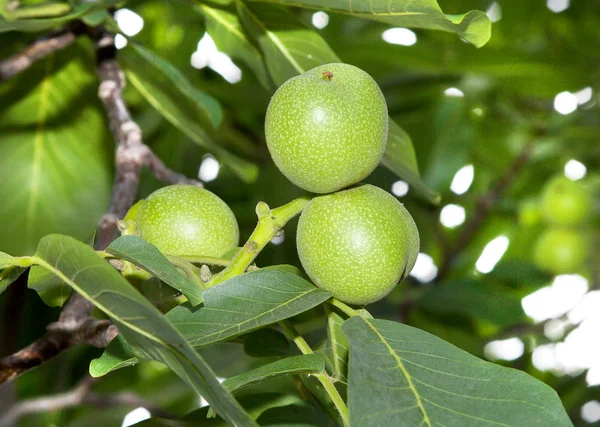 Nueces verdes con hojas —  Fotos de Stock