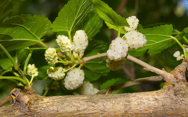 Mulberry — Stockfoto