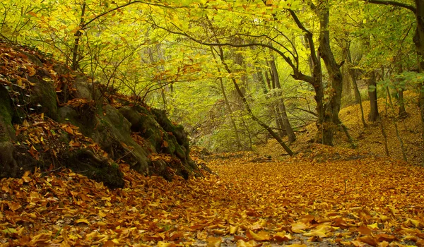 Autumn mood — Stock Photo, Image