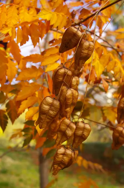 Коробки с семенами семейства акации, осень . — стоковое фото