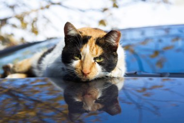 bir kedi bir arabanın üstüne oturuyor.