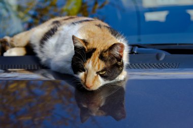 bir kedi bir arabanın üstüne oturuyor.