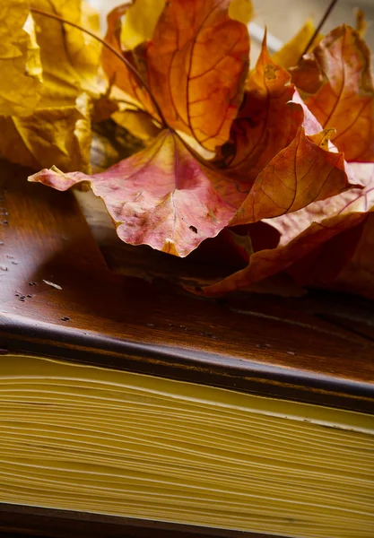 Close up of an album and Autumn leaves. — Stock Photo, Image