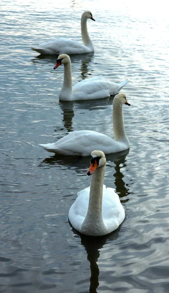 Mute swans — Stock Photo, Image