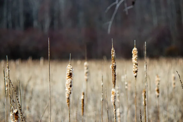 Bulrush plants in a marsh — Stock Photo, Image