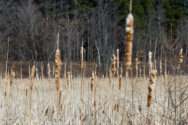 Бычьи растения в болоте — стоковое фото