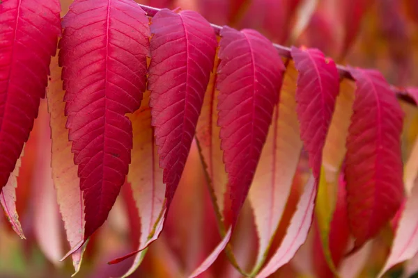 Belas folhas vermelhas de outono — Fotografia de Stock