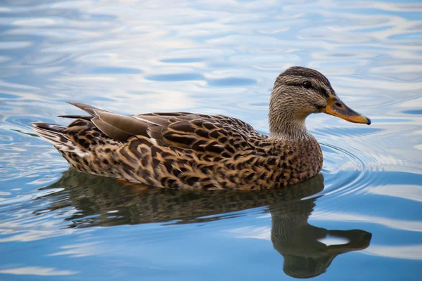 Female mallard duck on a pond — Stock Photo, Image