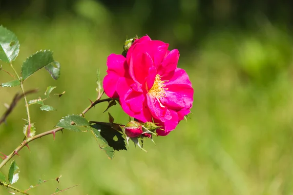 Henry Kelsey Rose en fleurs — Photo