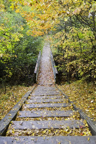 Escalones de madera en el sendero en el bosque — Foto de Stock