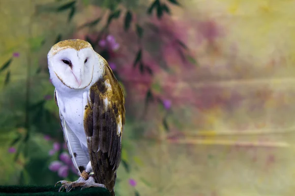 Barn Owl — Stock Photo, Image