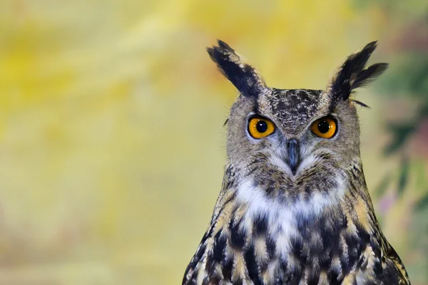 Spotted Eagle-Owl — Stock Photo, Image