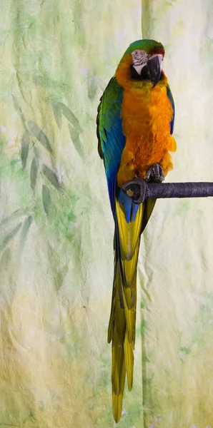 Macaw Parrot — Stock Photo, Image