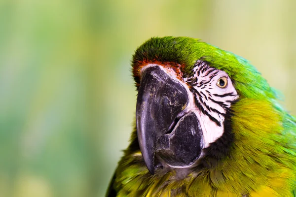 Military Macaw Parrot — Stock Photo, Image