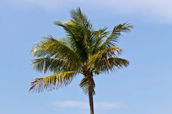 Palmier contre un ciel bleu — Photo