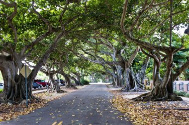 bir cadde boyunca yaşlı ağaçlar