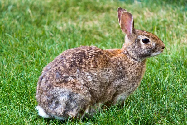 Lapin dans la cour — Photo