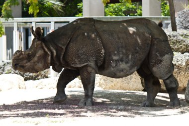 Lesser one-horned rhinoceros also known as a Javan rhinoceros clipart