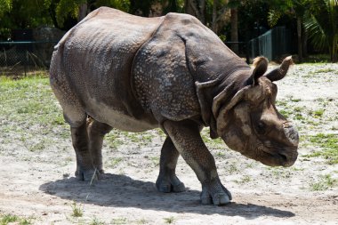 Lesser one-horned rhinoceros also known as a Javan rhinoceros clipart