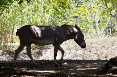 sommali yaban eşeği - equus africanus somaliensis