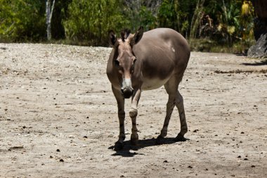 sommali yaban eşeği - equus africanus somaliensis