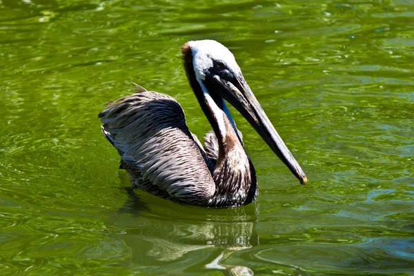 Pelican a large water bird of the Pelecanidae family — Stock Photo, Image