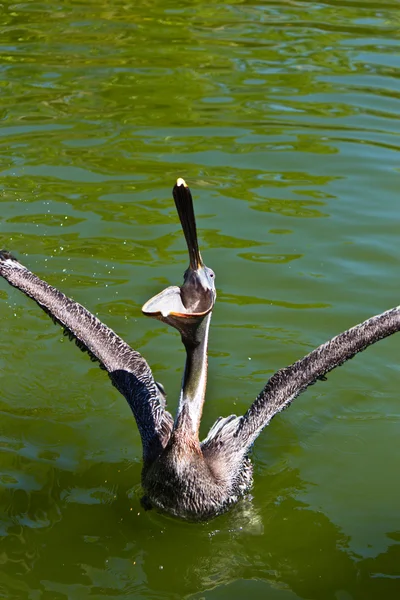 Pelican a large water bird of the Pelecanidae family — Stock Photo, Image