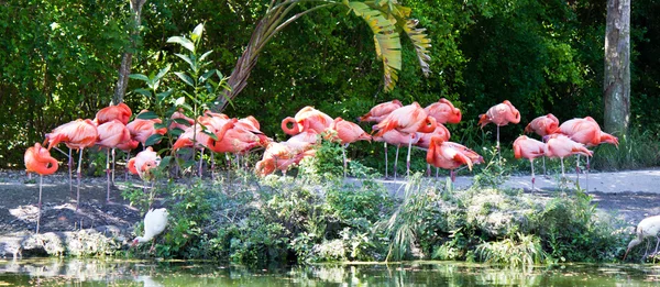 Group of pink flamingo wading birds — Stock Photo, Image