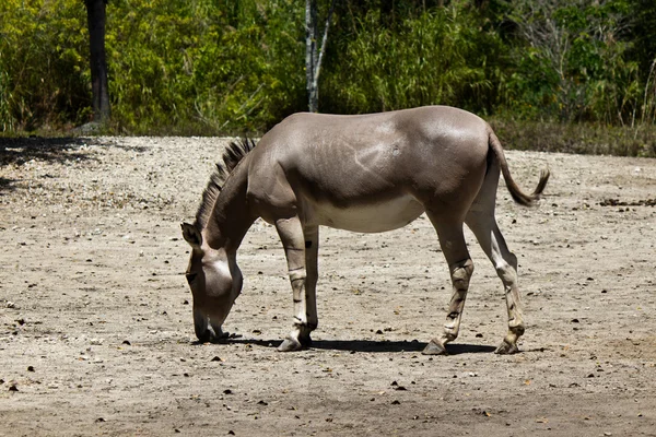 Sommali Wild Ass - Equus affallus somaliensis — стоковое фото