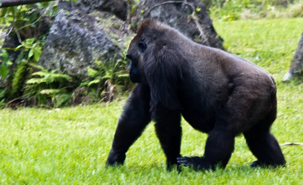 Gorila de las Tierras Bajas Occidentales - Gorila gorila — Foto de Stock