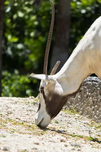 Oryx árabe - Oryx leucoryx —  Fotos de Stock