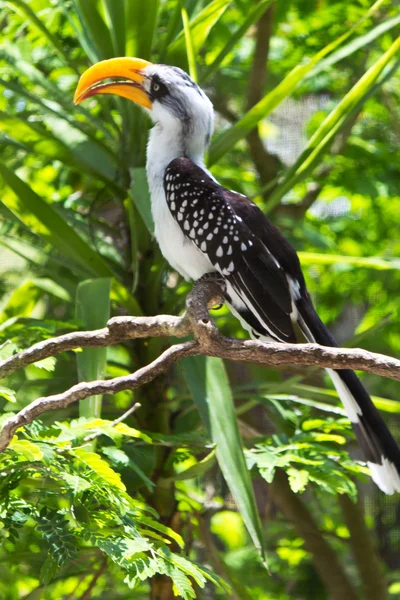 Northern yellow-billed hornbill — Stock Photo, Image