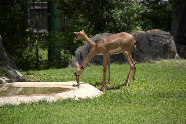 Gerenuk - Conosciuta anche come l'antilope dal collo giraffa — Foto Stock