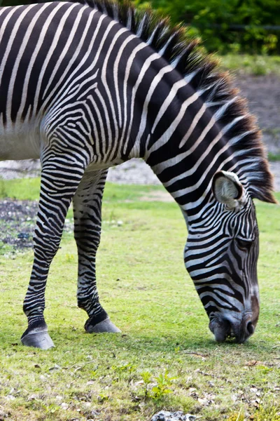 Imperial Zebra, also known as a Gravys Zebra — Stock Photo, Image