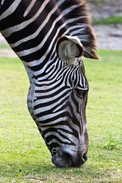 Imperial Zebra, also known as a Gravys Zebra — Stock Photo, Image