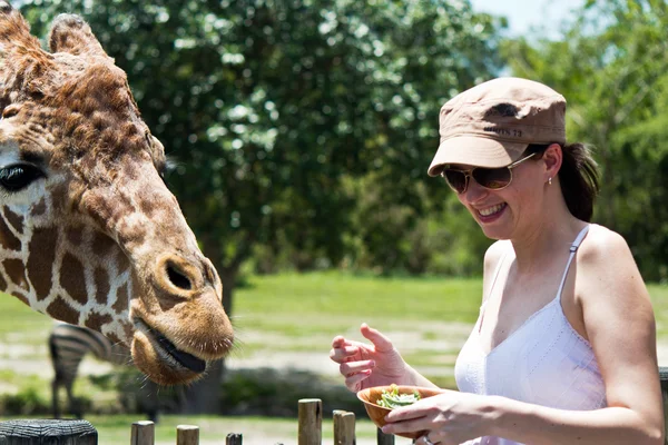 Reticulated Giraffe being fed by a woman — Stock Photo, Image