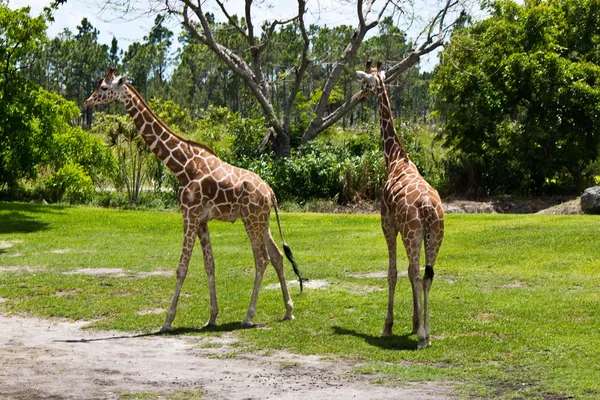 Pair of Reticulated giraffes — Stock Photo, Image
