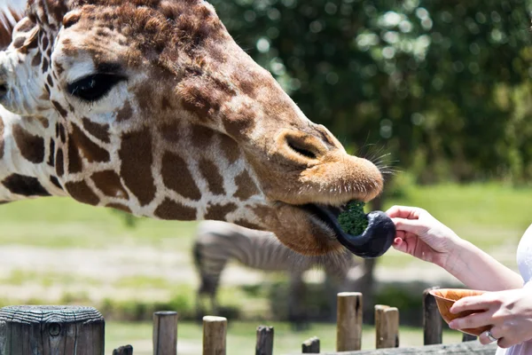 Reticulated Giraffe being fed by a woman — Stock Photo, Image